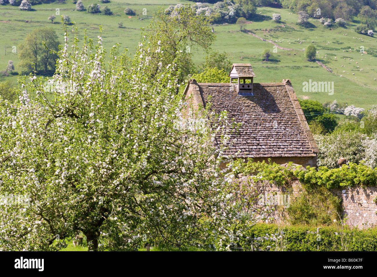 Spring blossom beside the dovecote at Snowshill Manor in the Cotswold village of Snowshill, Gloucestershire Stock Photo