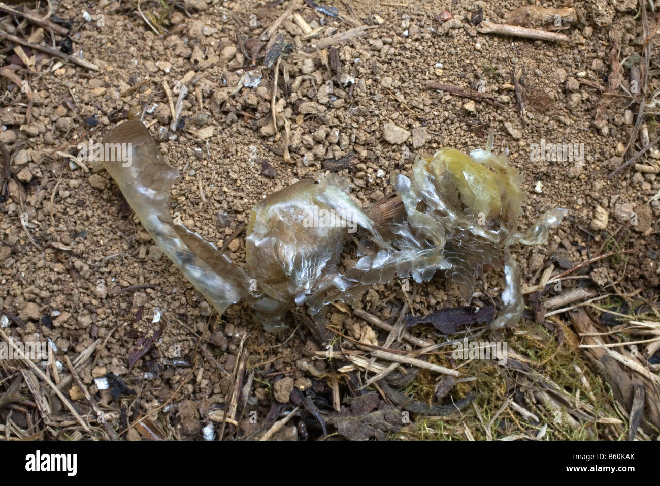 slow worm Anguis fragilis discarded skin Stock Photo