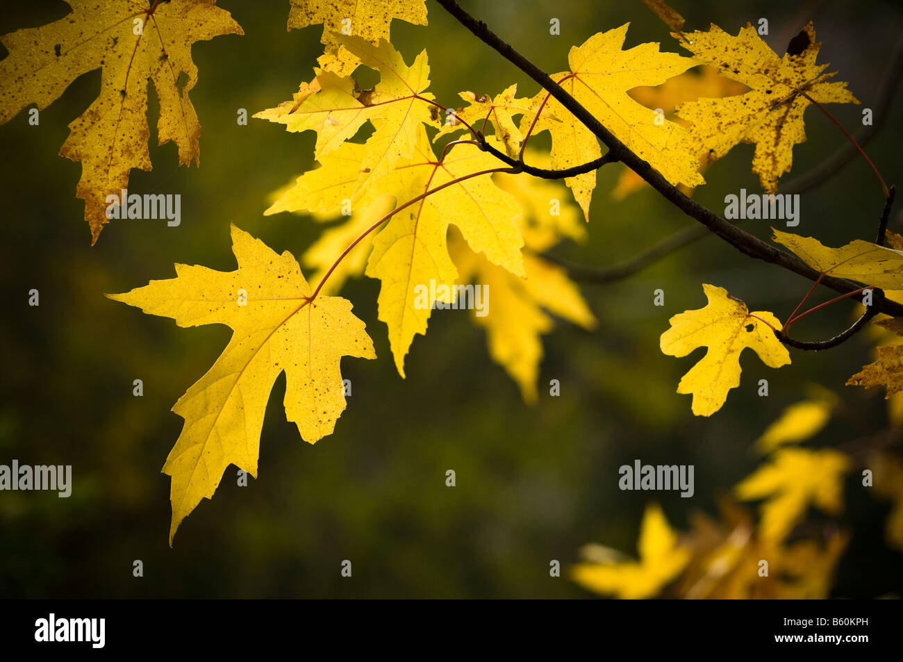 Silver maple tree leaves in Fall. Stock Photo