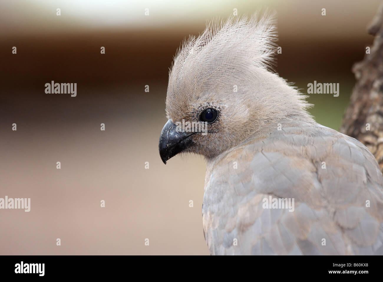 Grey gray lourie or go-away bird corythaixoides concolor Stock Photo