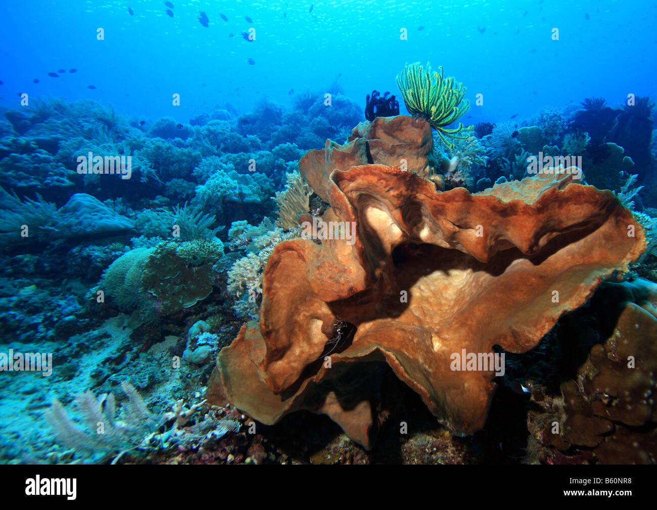 Large indo pacific sponge on coral reef filtering water Stock Photo