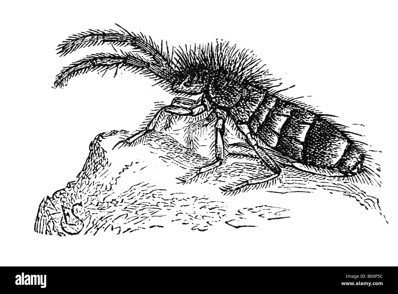 Springtails Collembola form the largest of the three lineages of modern hexapods class Entognatha Stock Photo