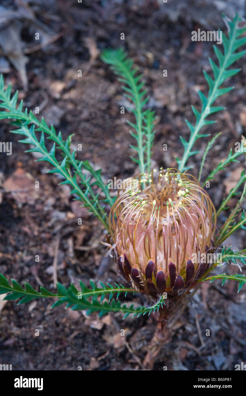 Honeypot (Banksia dallanneyi var. dallanneyi previously Dryandra) flowers and leaves Chidlow Western Australia September Stock Photo