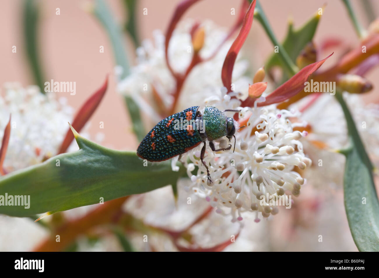 オーストラリアのタマムシ Stigmodera roei Stigmodera roei - BioQuipBugs