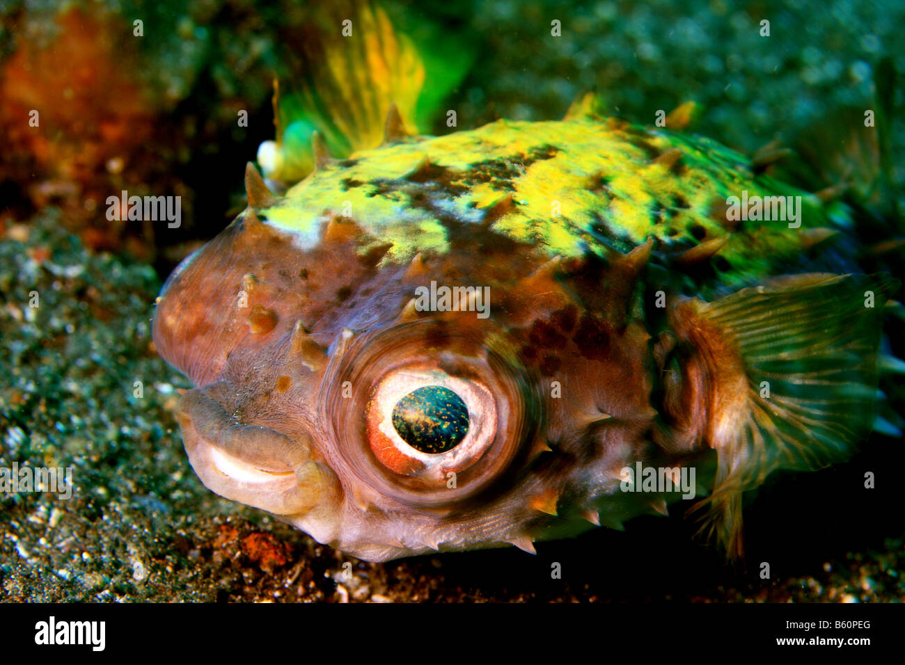 Yellowspotted burrfish cyclichthys spilostylus feeding on bottom in Lembeh Straits Stock Photo
