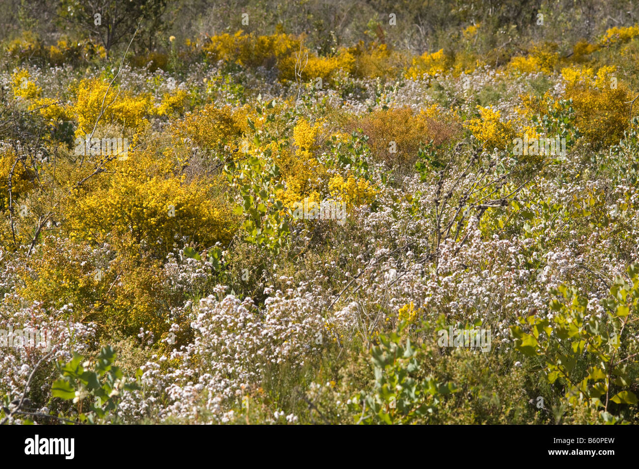 Roadside flowers in full bloom at Stirling Range National Park Western Australia September Stock Photo
