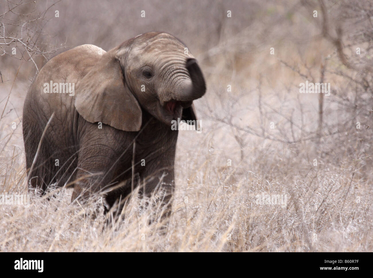 african elephant loxodonta africana single juvenile with trunk raised Stock Photo