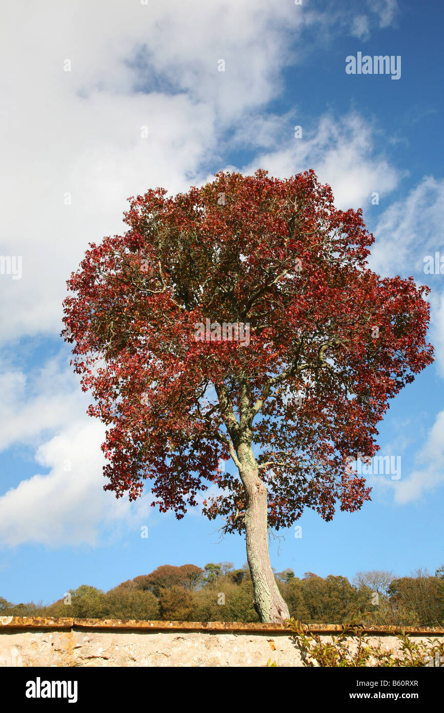 Tree in Autumn colours in the south west Dorset village of Loders near