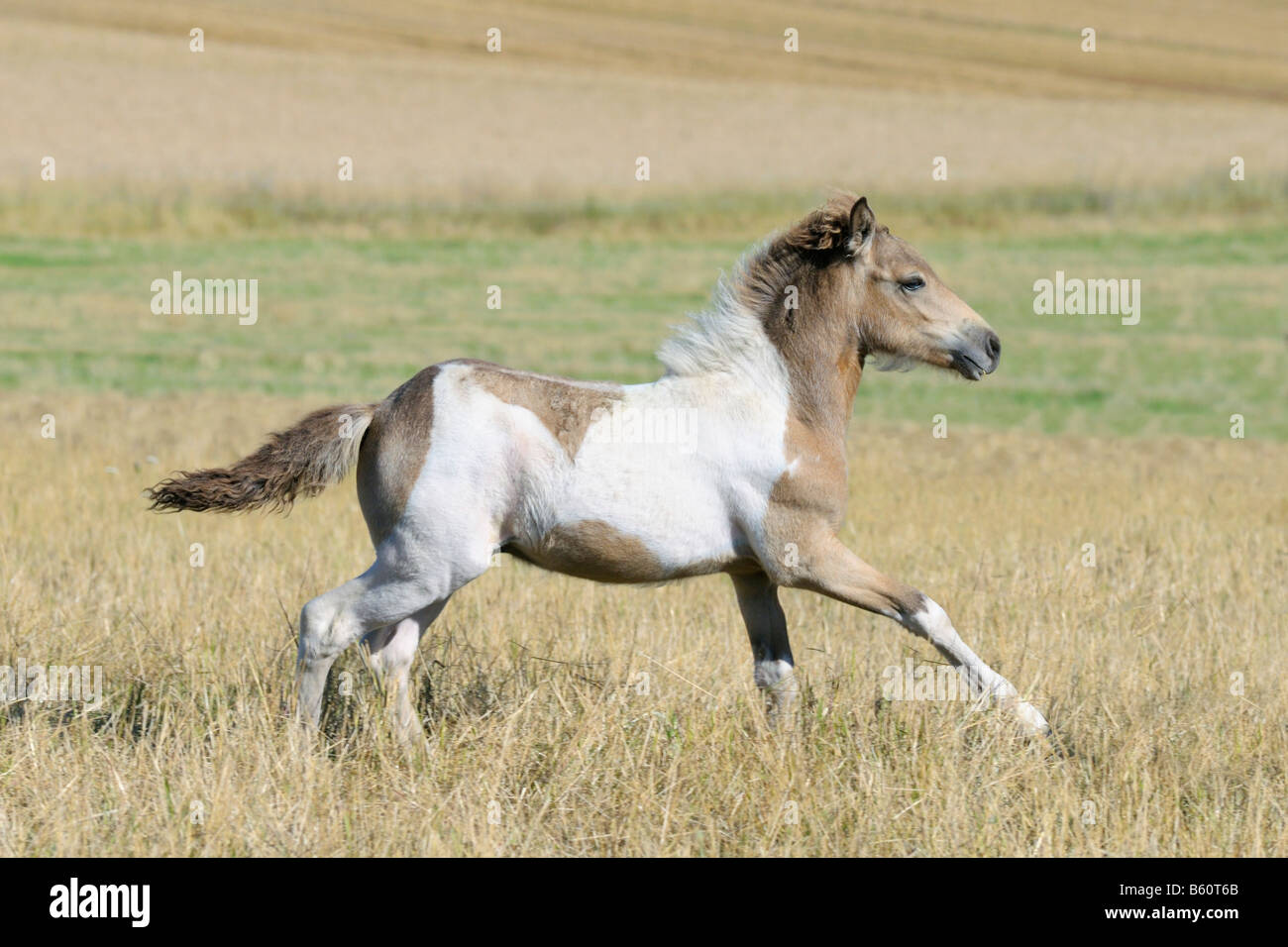 Icelandic horse foal galloping in the paddock Stock Photo