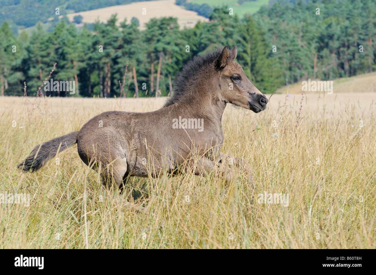 'Icelandic horse' foal galloping in the paddock Stock Photo
