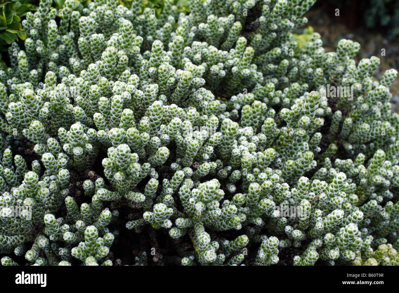 Ozothamnus hi-res stock photography and images - Alamy
