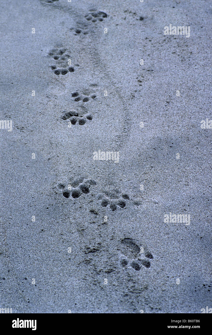 otter foot prints and tail mark Stock Photo