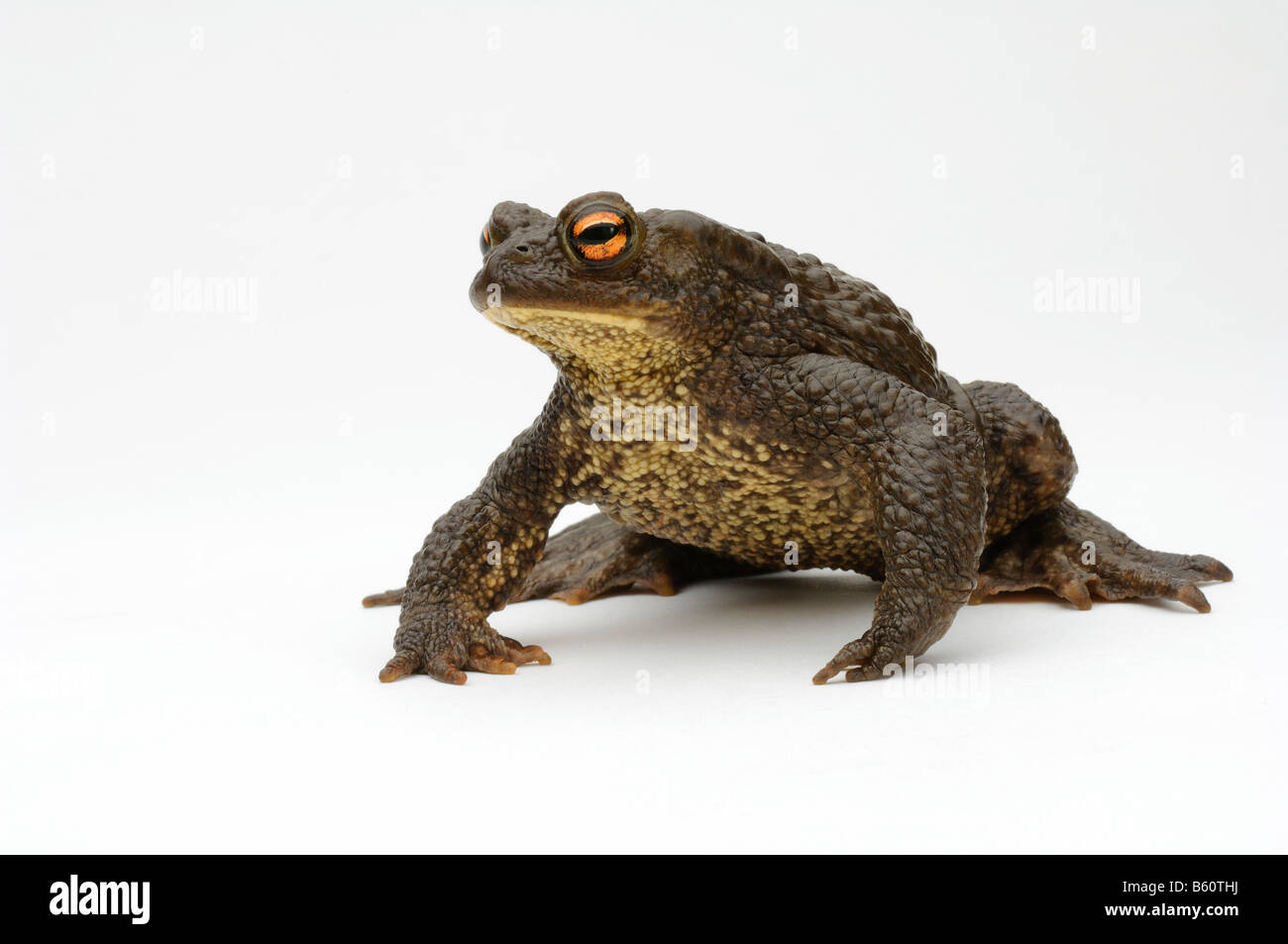 Common or European Toad (Bufo bufo) Stock Photo