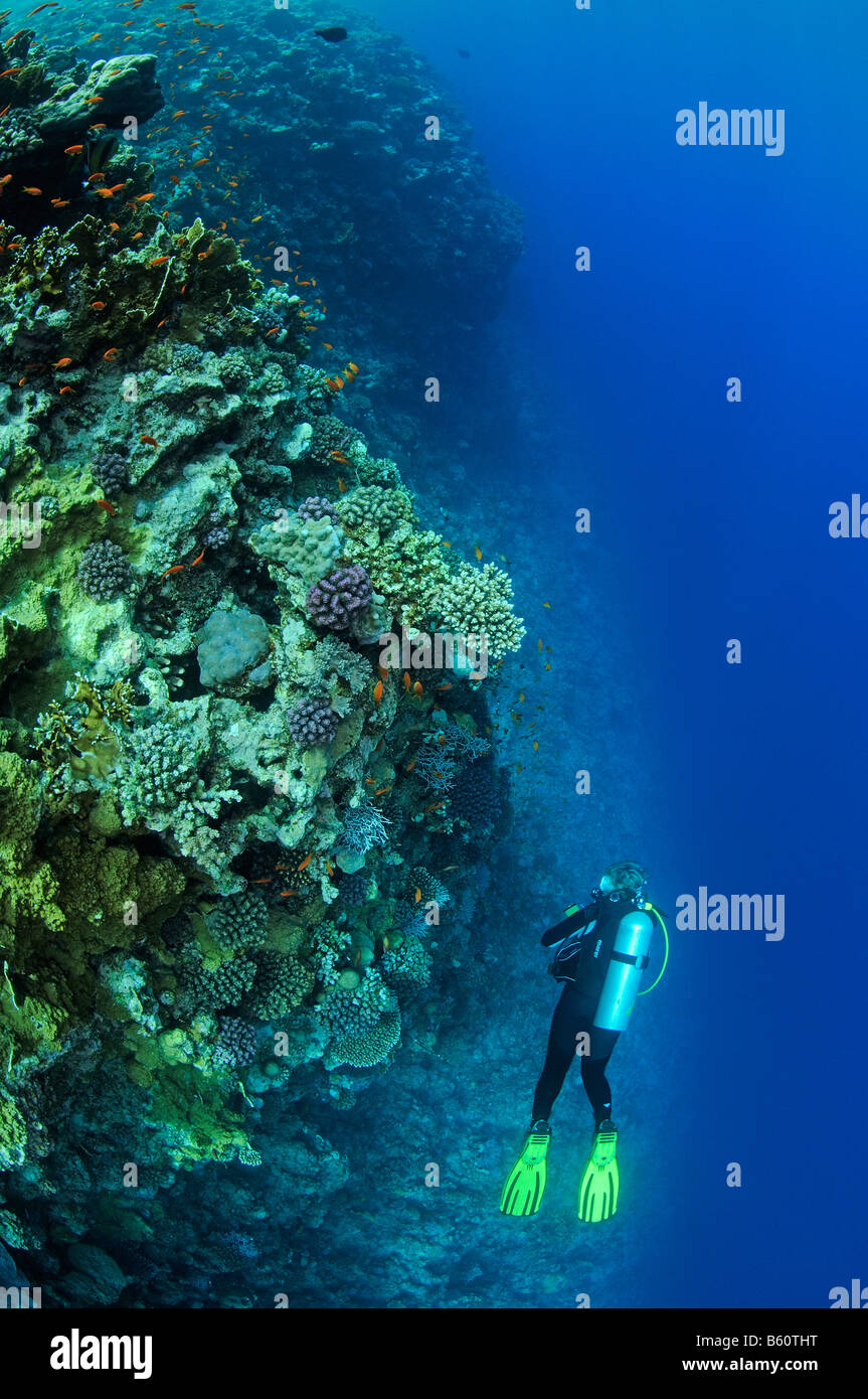 wall diving Wall and scuba diver, Red Sea Stock Photo Alamy