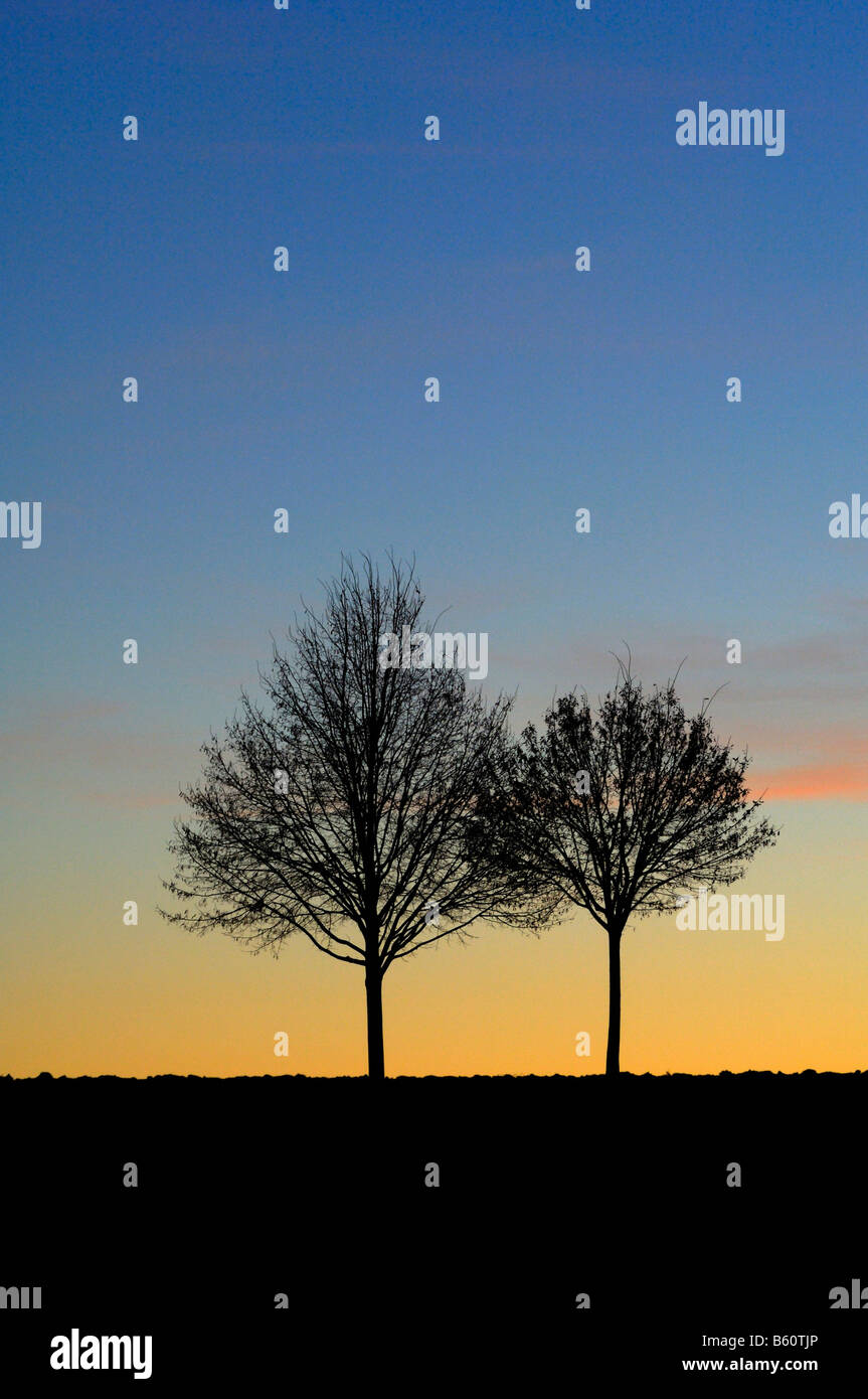 Evening sky trees hi-res stock photography and images - Alamy
