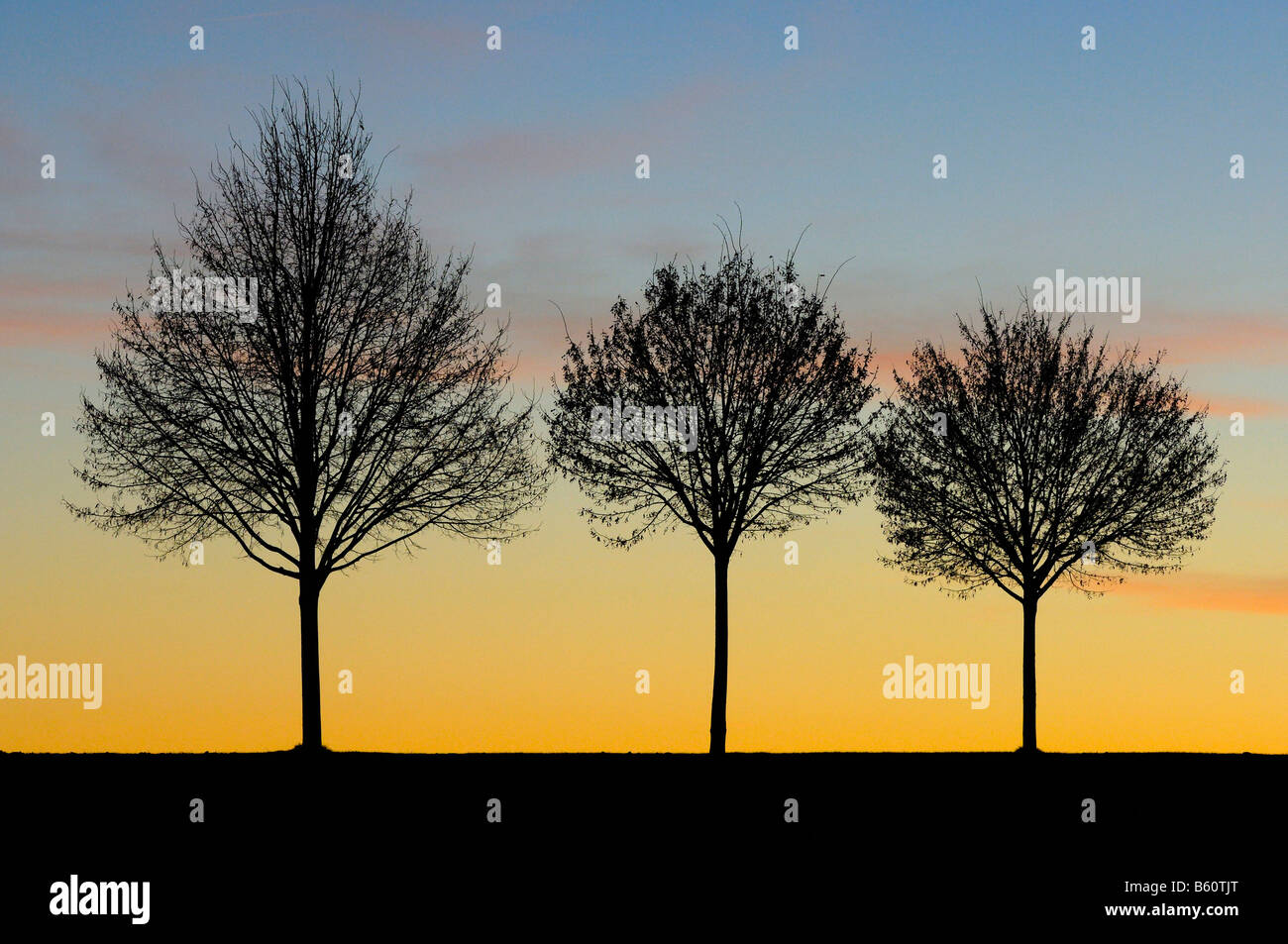 Evening sky trees hi-res stock photography and images - Alamy