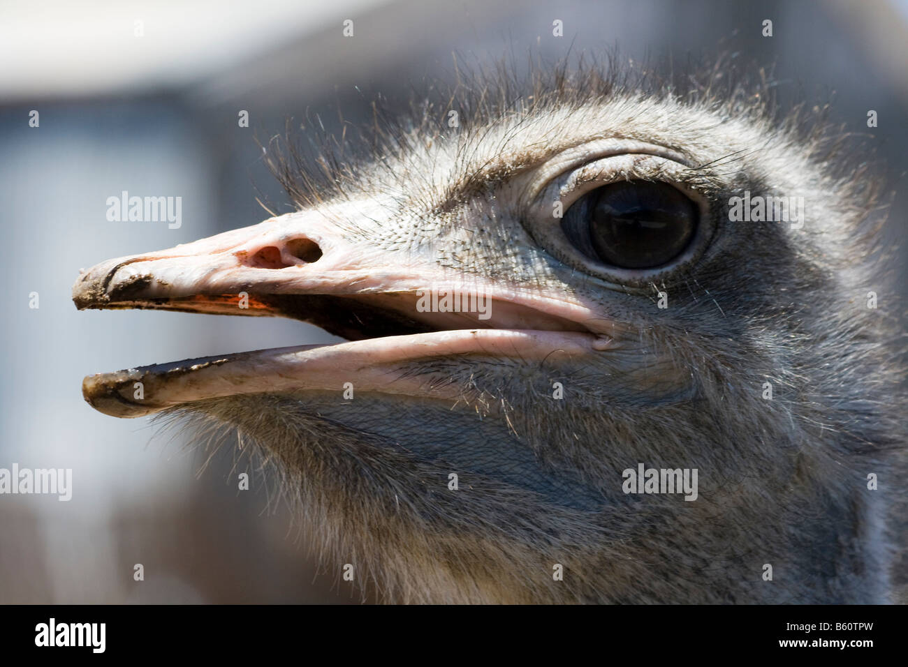 Vogel Strauß Ostrich Farm Malaga Animal Bird Stock Photo Alamy