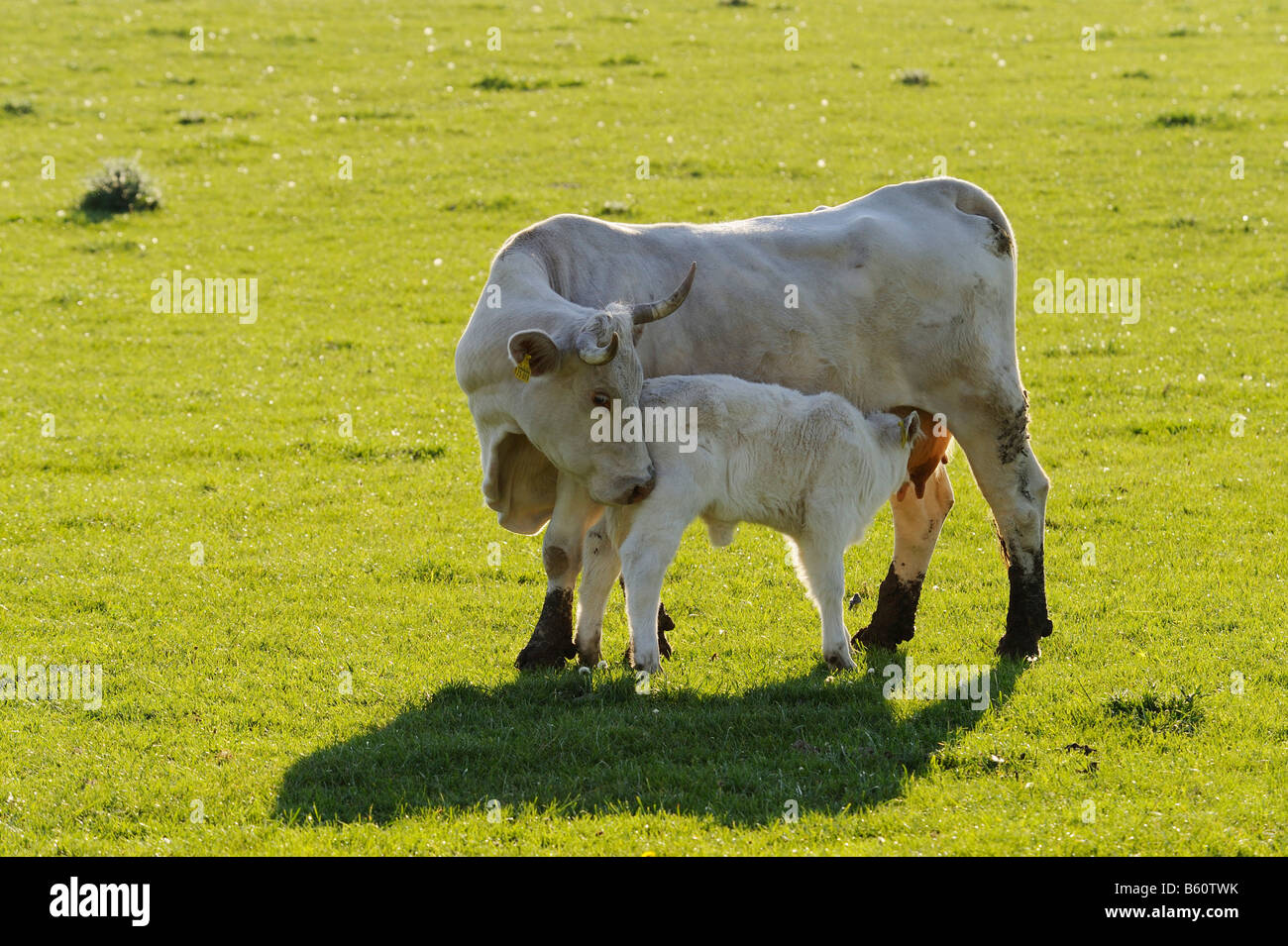 Charolais cow with calf standing on a pasture, Gerolzhofen, Lower Franconia, Bavaria Stock Photo