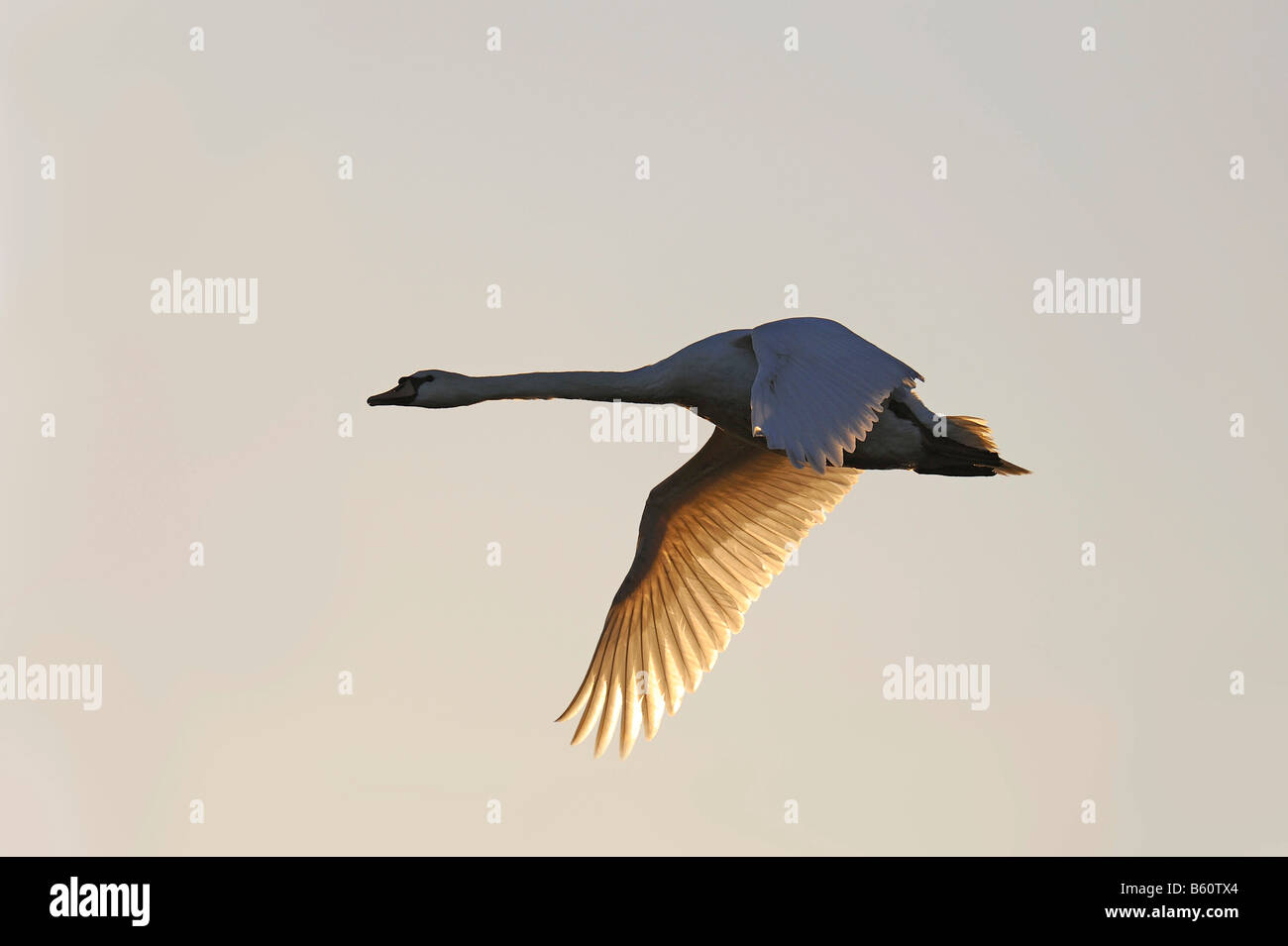 Mute Swan (Cygnus olor) in flight Stock Photo Alamy