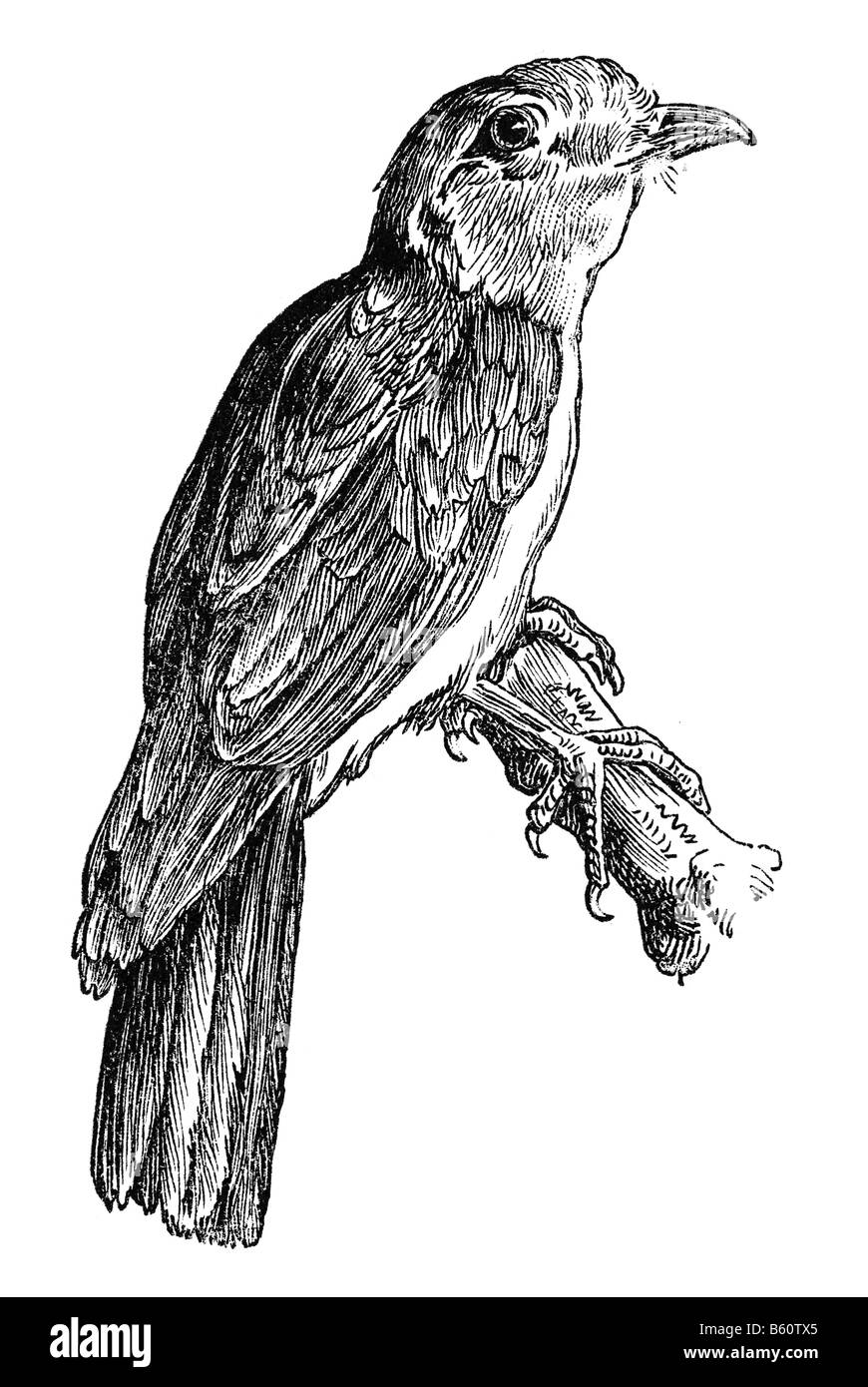 Cuckoo-roller (old name Leptosomus afer) (Leptosomus discolor), Courol Stock Photo