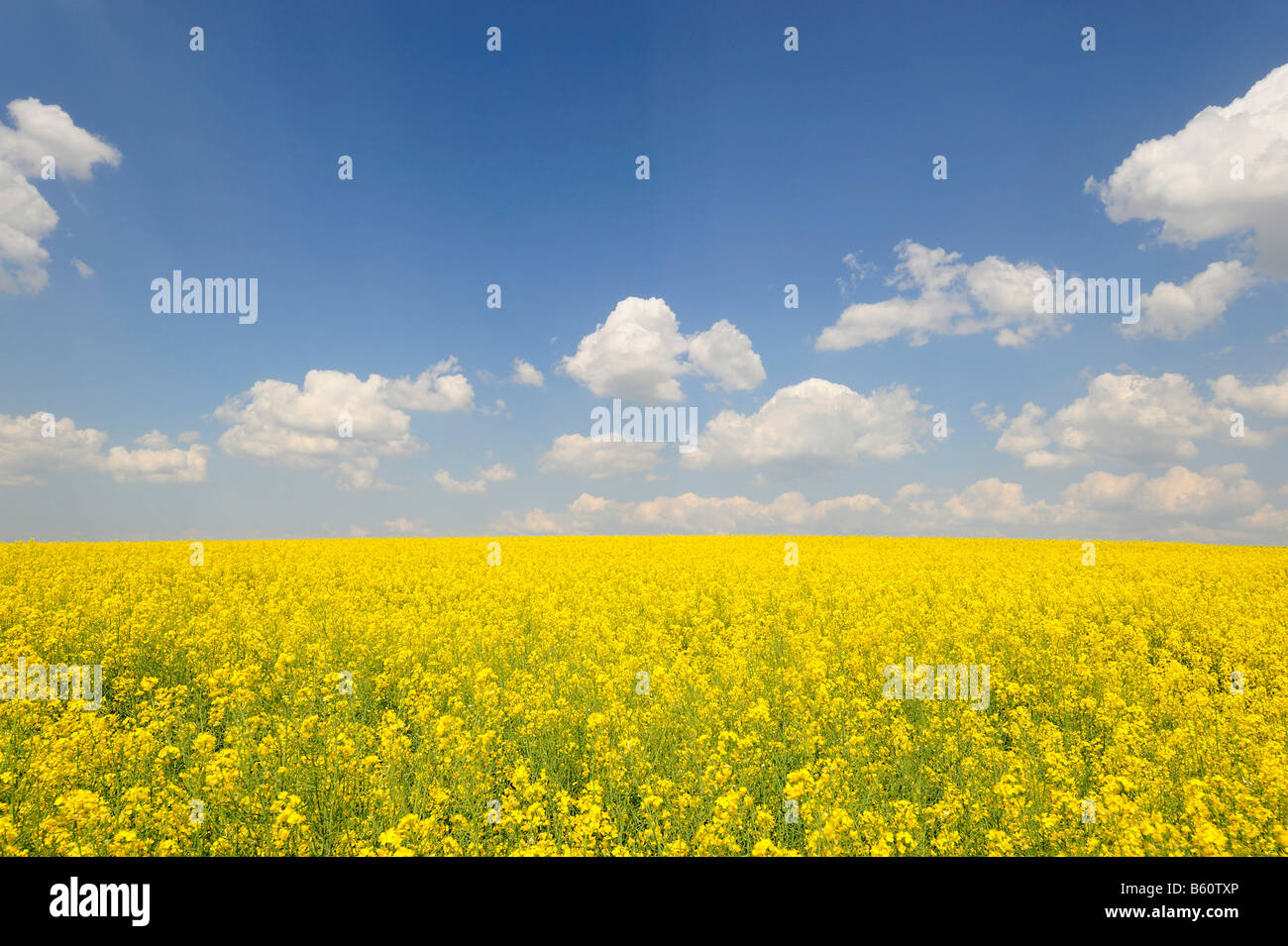 Flowering field of rape under a blue sky Stock Photo - Alamy