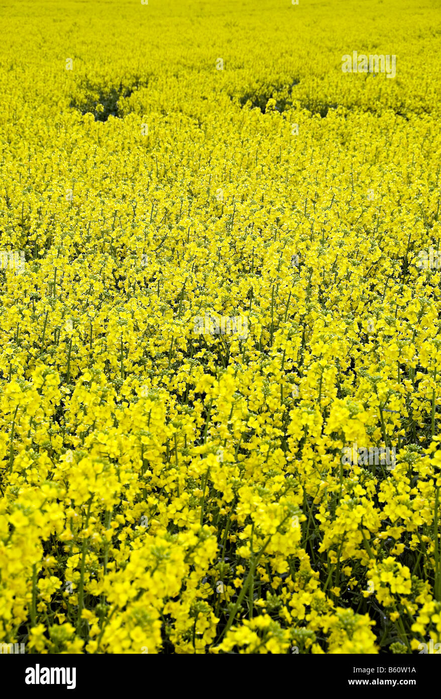 oil seed rape field in the uk ready for bio fuel production Stock Photo ...