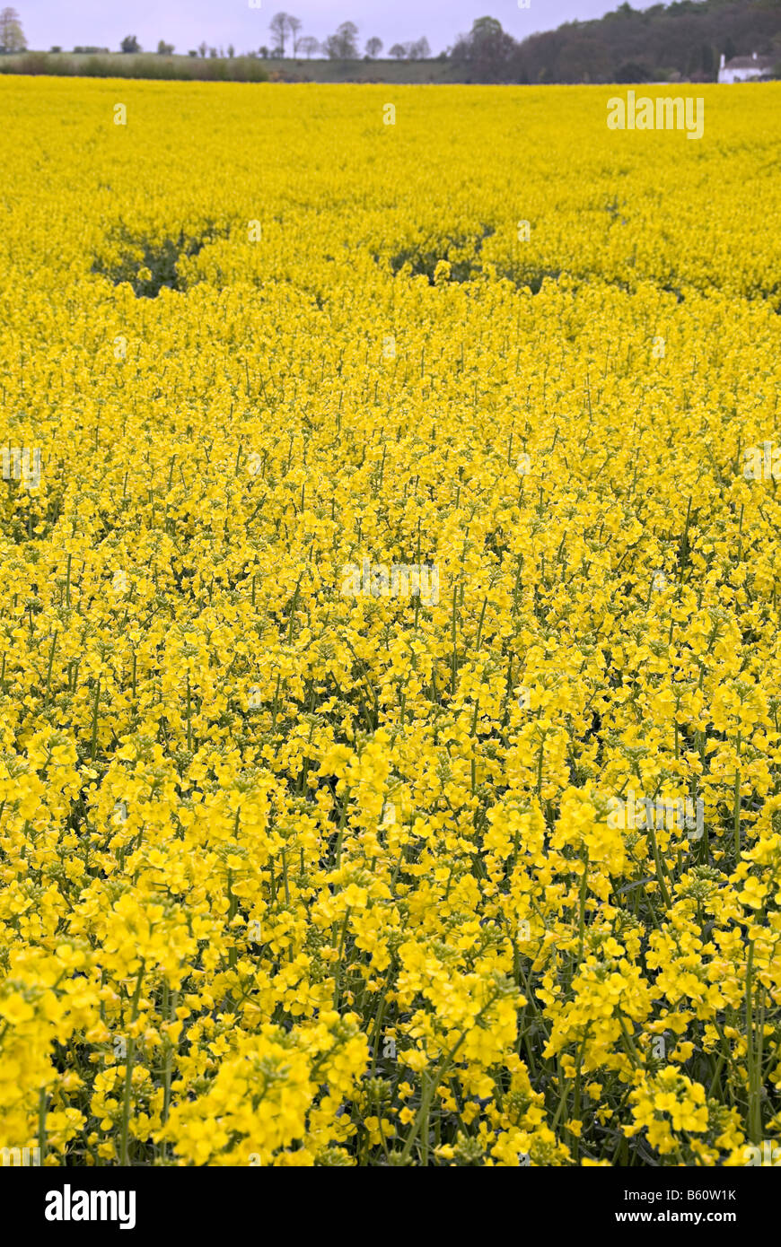 oil seed rape field in the uk ready for bio fuel production Stock Photo ...