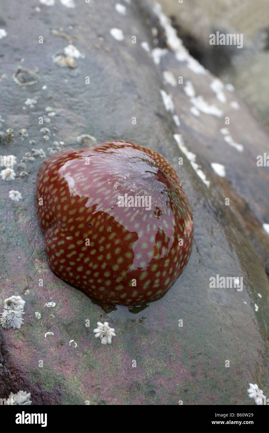 strawberry anemone Actinia fragacea Stock Photo