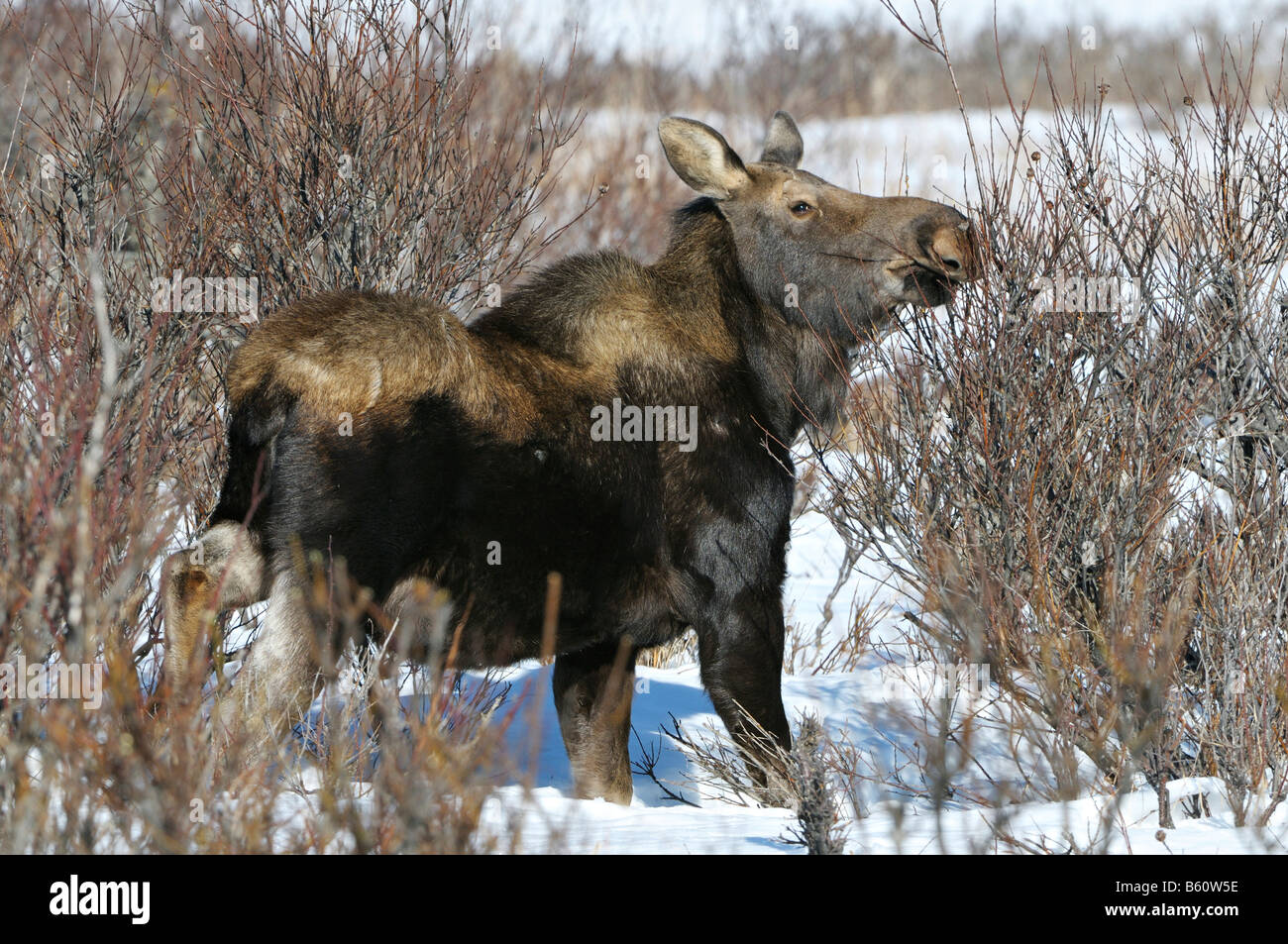 Moose (Alces alces) calf eating branches in late winter, Kenai Peninsula, Alaska, USA, North America Stock Photo