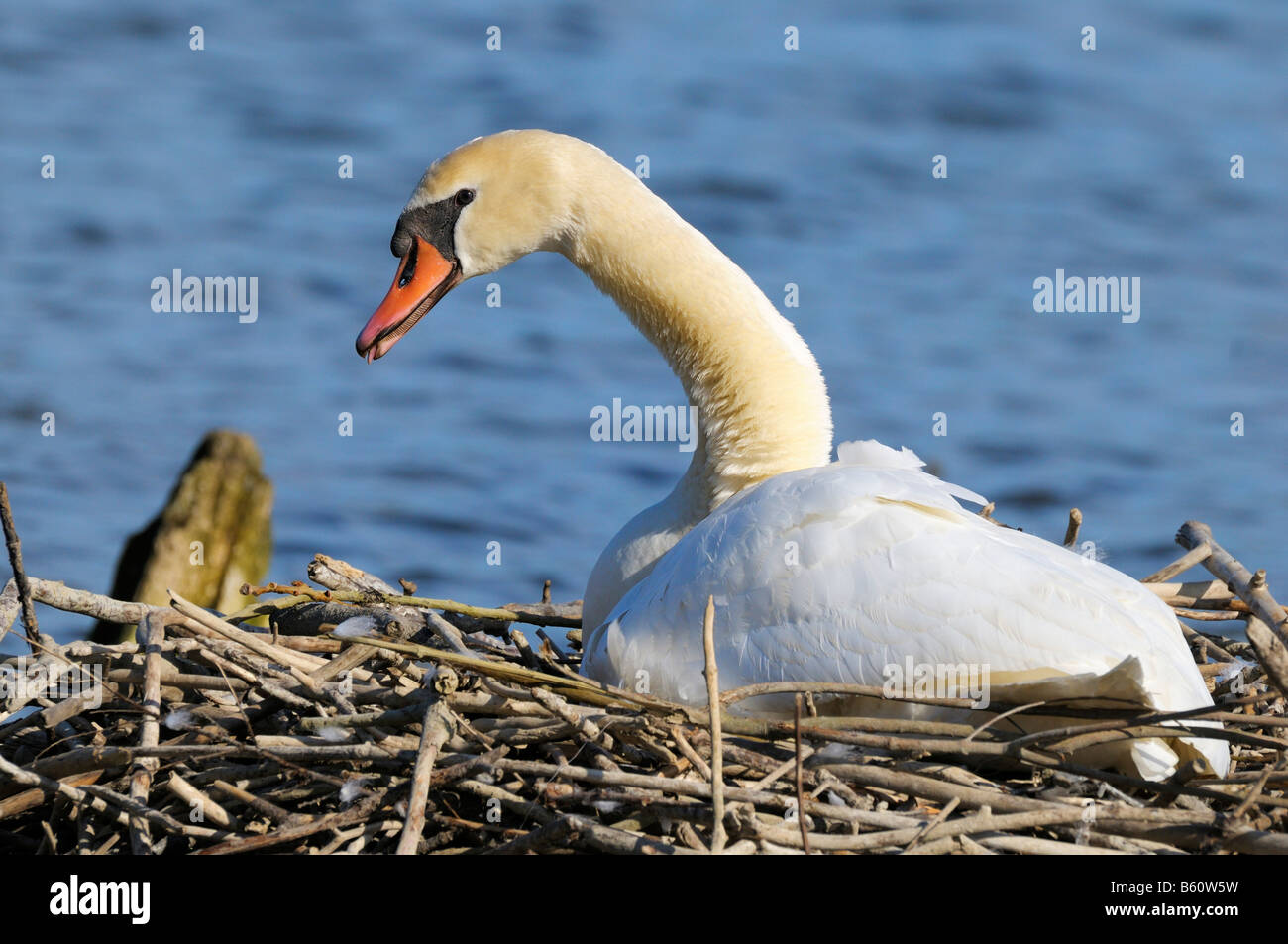 Mute Swan (Cygnus olor) brooding on a nest, Danube-Auen, Ulm, Baden-Wuerttemberg Stock Photo