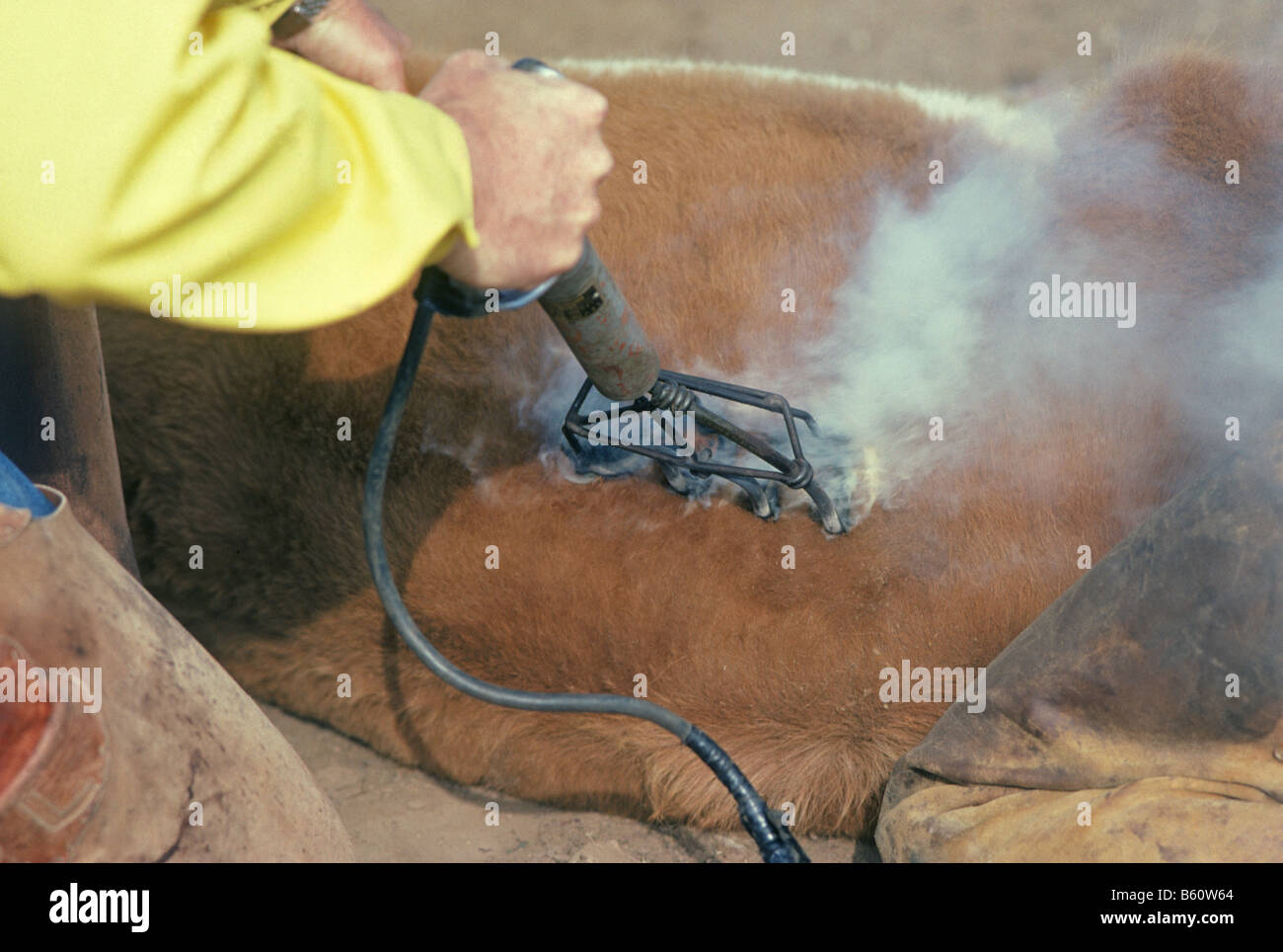 USA MONTANA An American cowboy brands a calf on a large cattle ranch in