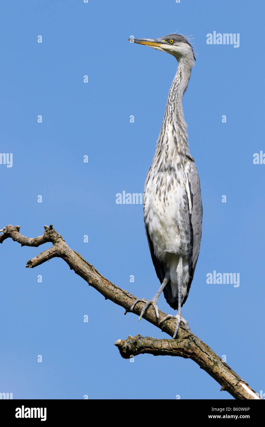 Grey Heron (Ardea cinerea) fledgling, Mannheim, Baden-Wuerttemberg Stock Photo