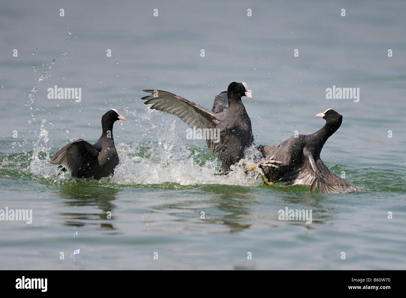 Eurasian Coot (Fulica atra) territorial fighting, Lake Constance, Konstanz, Baden-Wuerttemberg Stock Photo