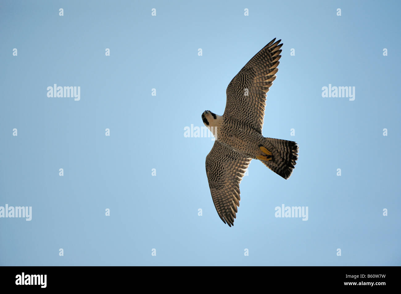 Peregrine Falcon (Falco peregrinus) in flight, Swabian Alb, Baden-Wuerttemberg Stock Photo