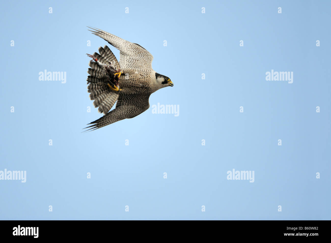 Peregrine Falcon (Falco peregrinus) in flight with prey, Swabian Alb, Baden-Wuerttemberg Stock Photo