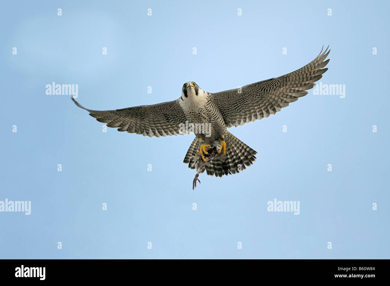 Peregrine Falcon (Falco peregrinus) in flight with prey, Swabian Alb, Baden-Wuerttemberg Stock Photo