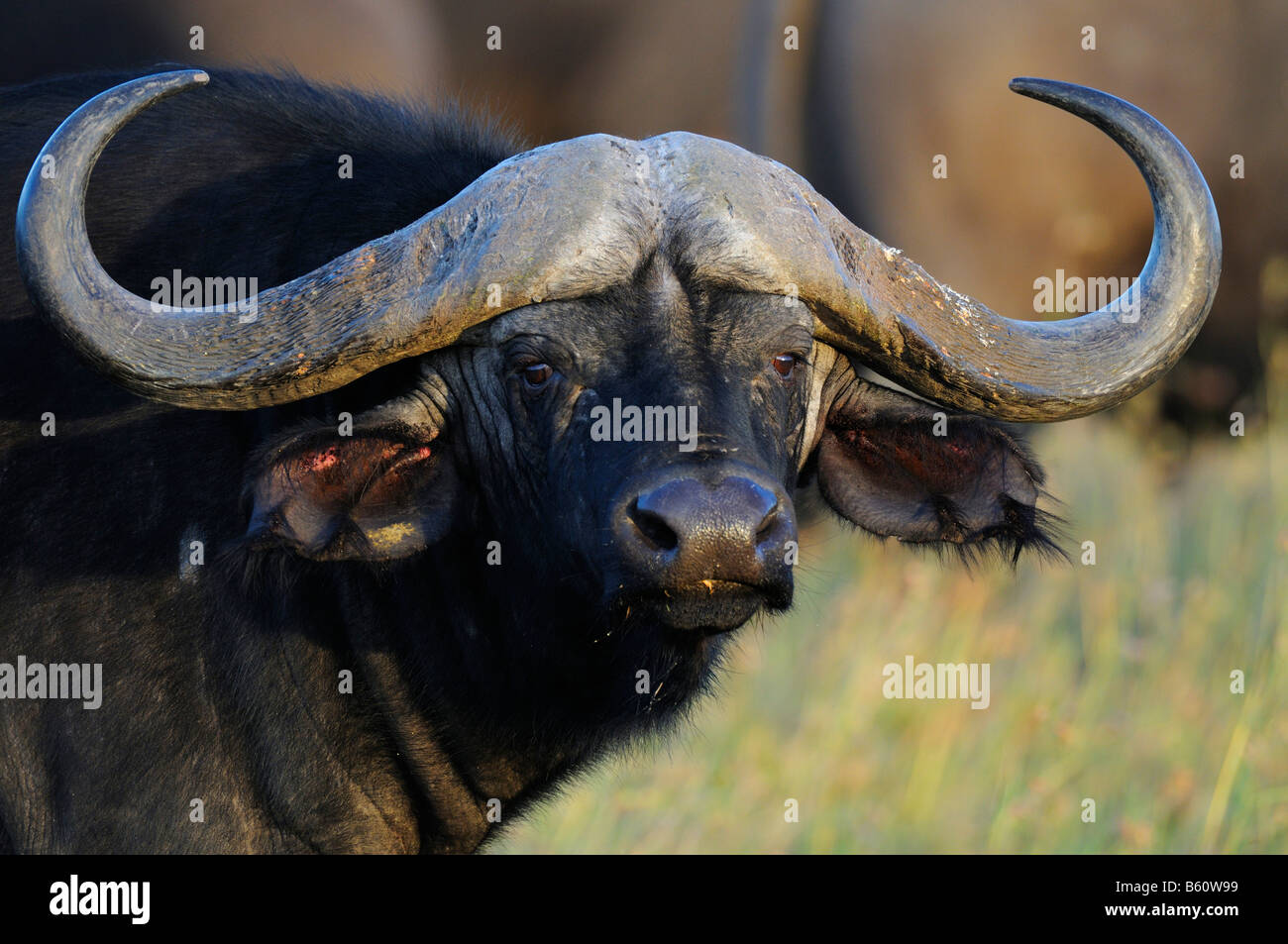 African Buffalo or Cape Buffalo (Syncerus caffer), portrait, Sweetwaters Game Reserve, Kenya, East Africa, Africa Stock Photo