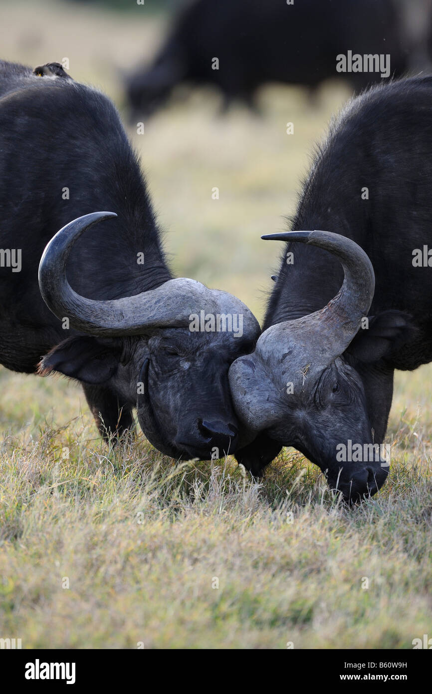 African Buffaloes or Cape Buffaloes (Syncerus caffer) engaged in playful fighting, Sweetwaters Game Reserve, Kenya, East Africa Stock Photo