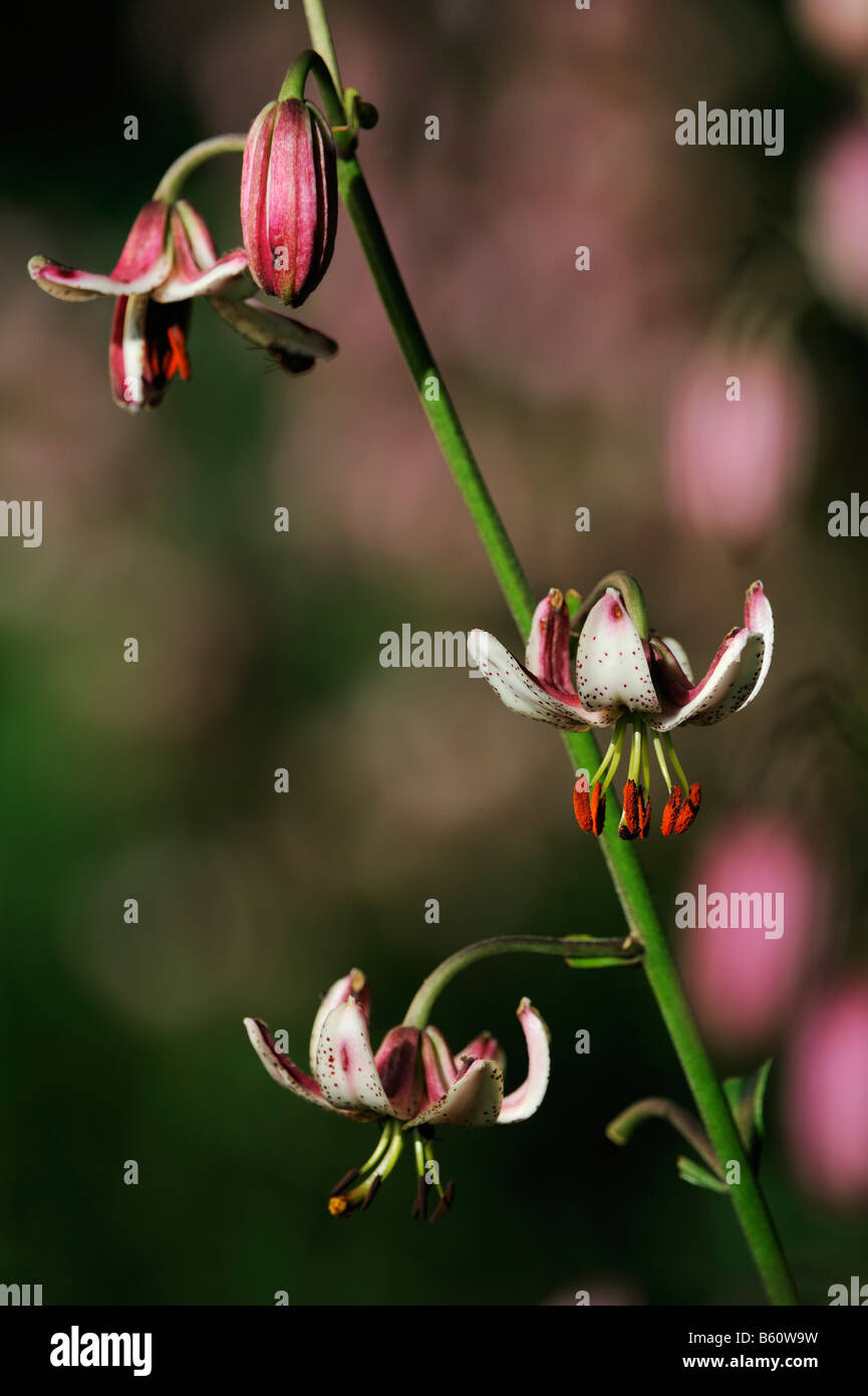 Martagon or Turk's Cap Lily (Lilium martagon), Swabian Alb, Baden-Wuerttemberg Stock Photo