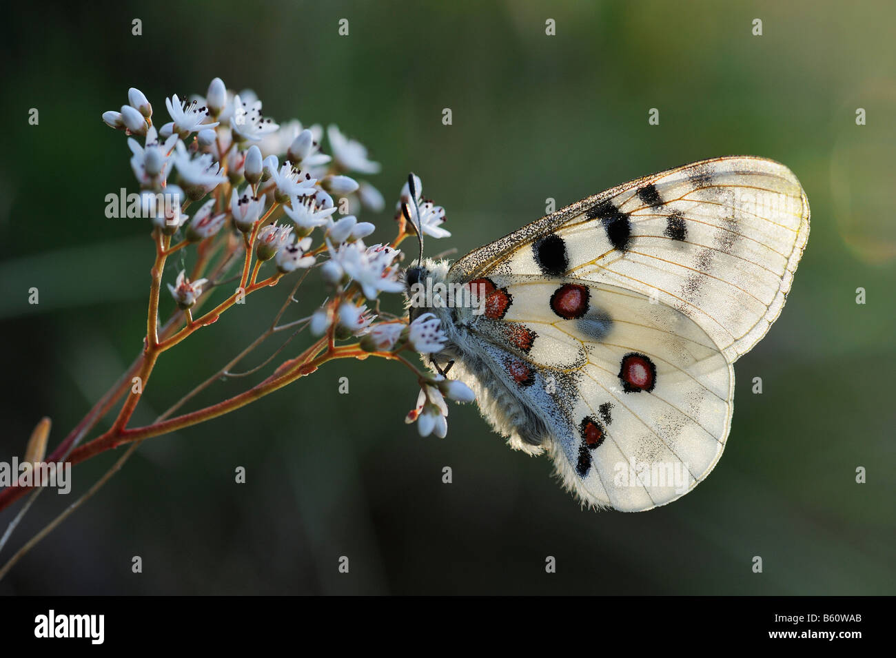 Apollo or Mountain Apollo Butterfly (Parnassius apollo), backlit, Swabian Alb, Baden-Wuerttemberg Stock Photo