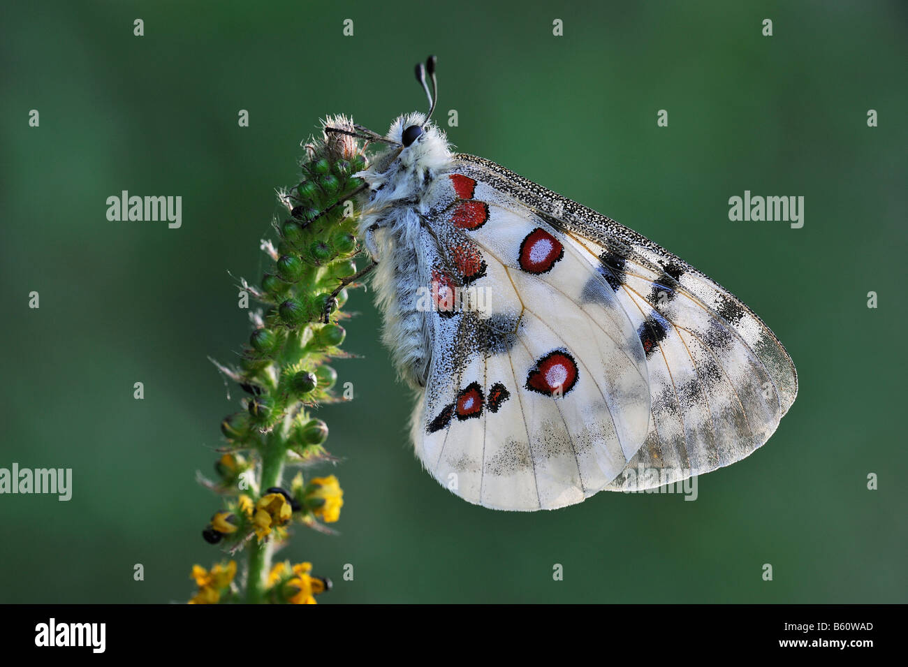 Apollo or Mountain Apollo Butterfly (Parnassius apollo), Swabian Alb, Baden-Wuerttemberg Stock Photo