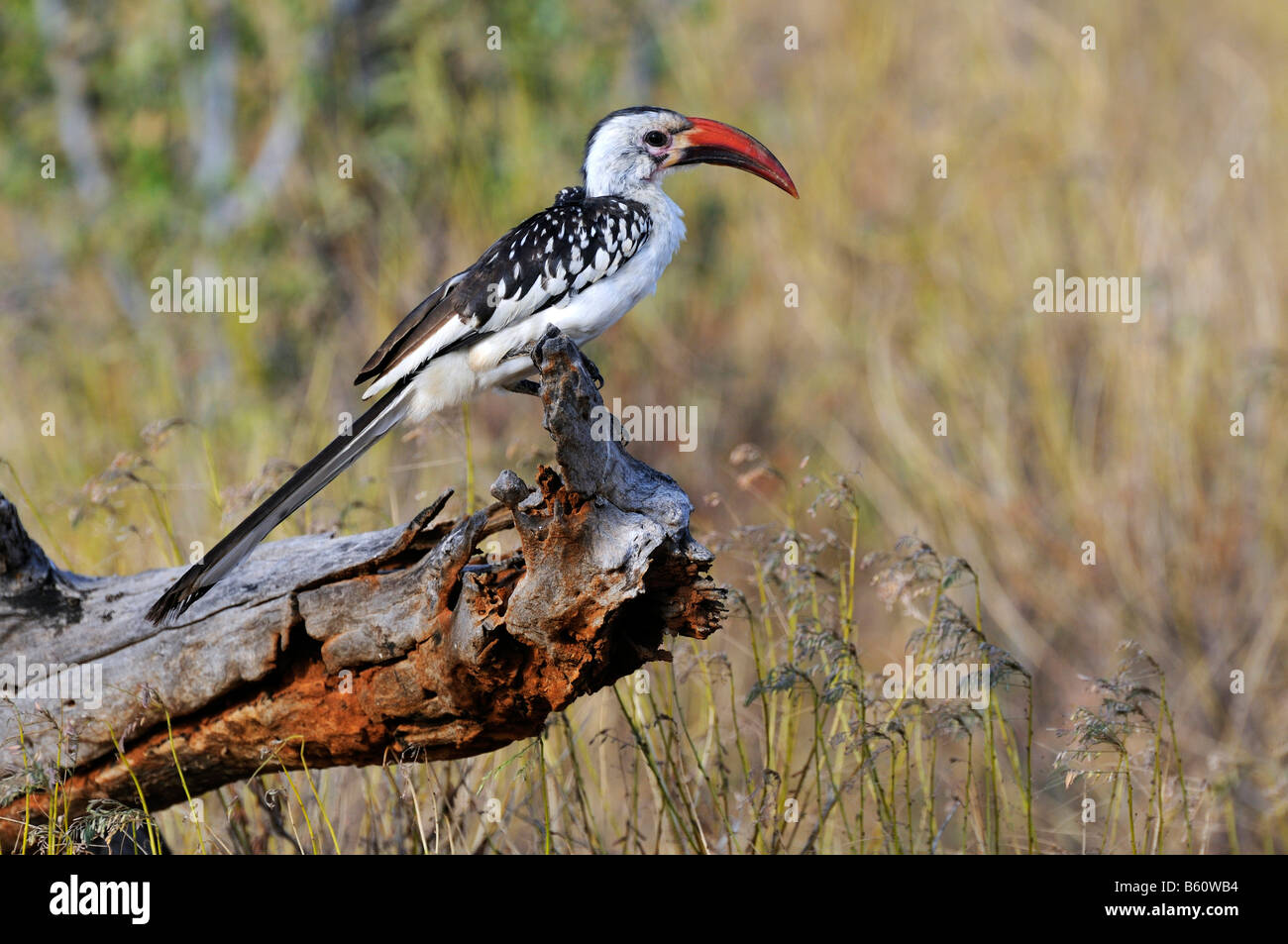 Red-billed Hornbill (Tockus erythrorhynchus) perched on a branch, Samburu National Reserve, Kenya, East Africa Stock Photo