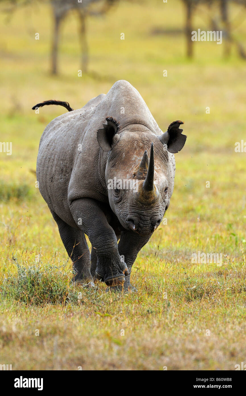 Black Rhinoceros (Diceros bicornis) attacking, Sweetwater Game Reserve, Kenya, East Africa Stock Photo