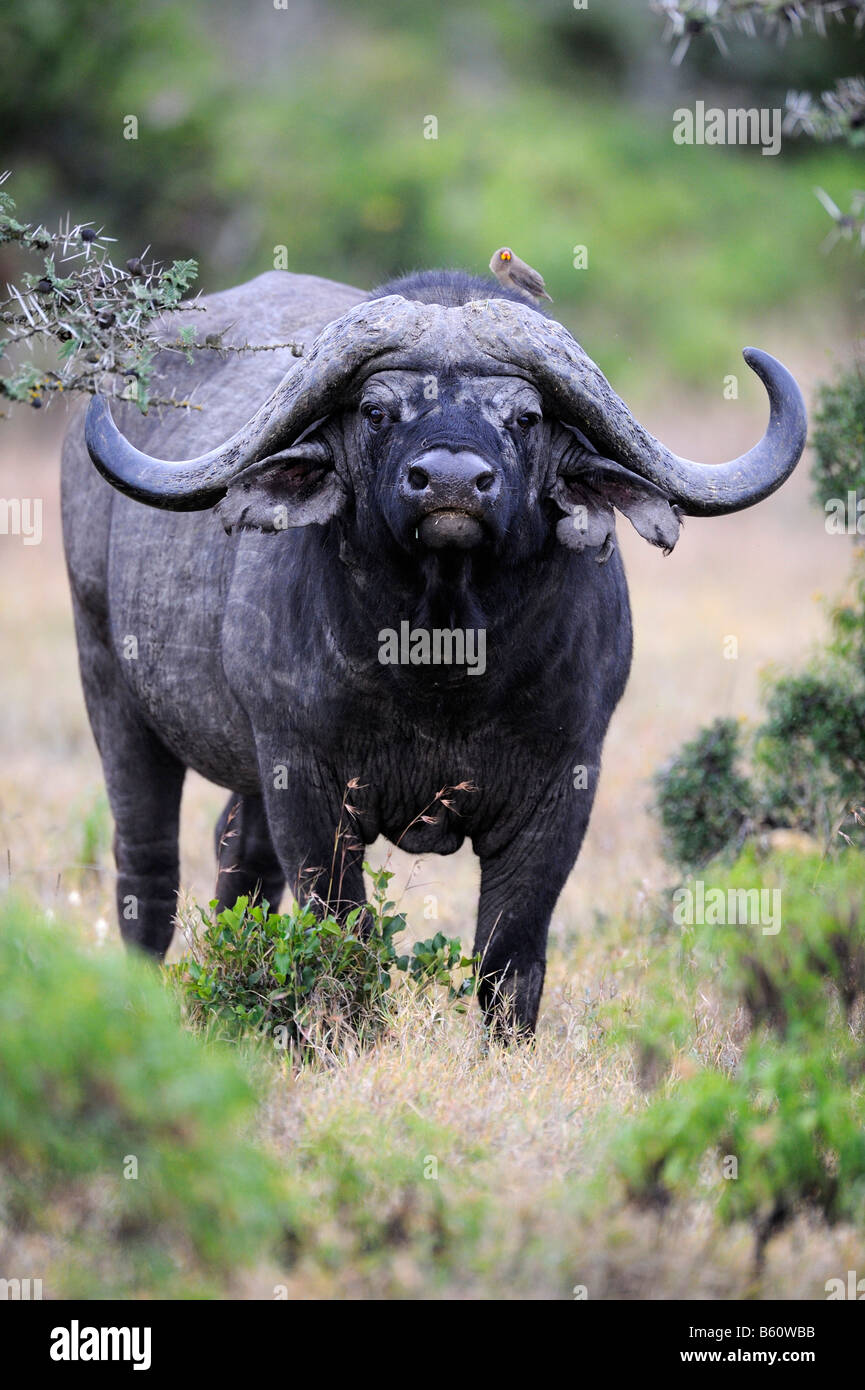 African Buffalo (Syncerus caffer), old bull, rogue, Sweetwater Game Reserve, Kenya, East Africa Stock Photo