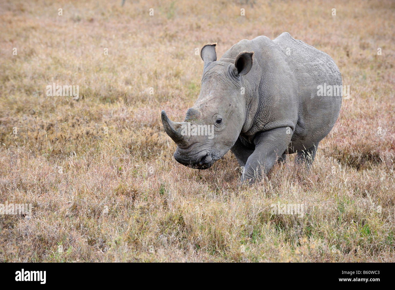 White Rhinoceros (Ceratotherium simum), Sweetwater Game Reserve, Kenya, East Africa Stock Photo