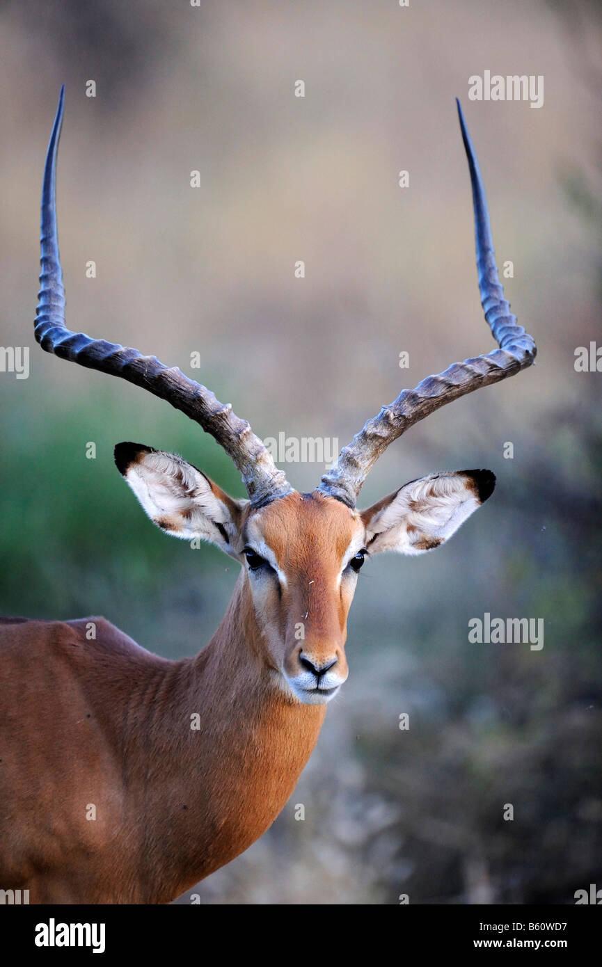 Long horns impala hi-res stock photography and images - Alamy
