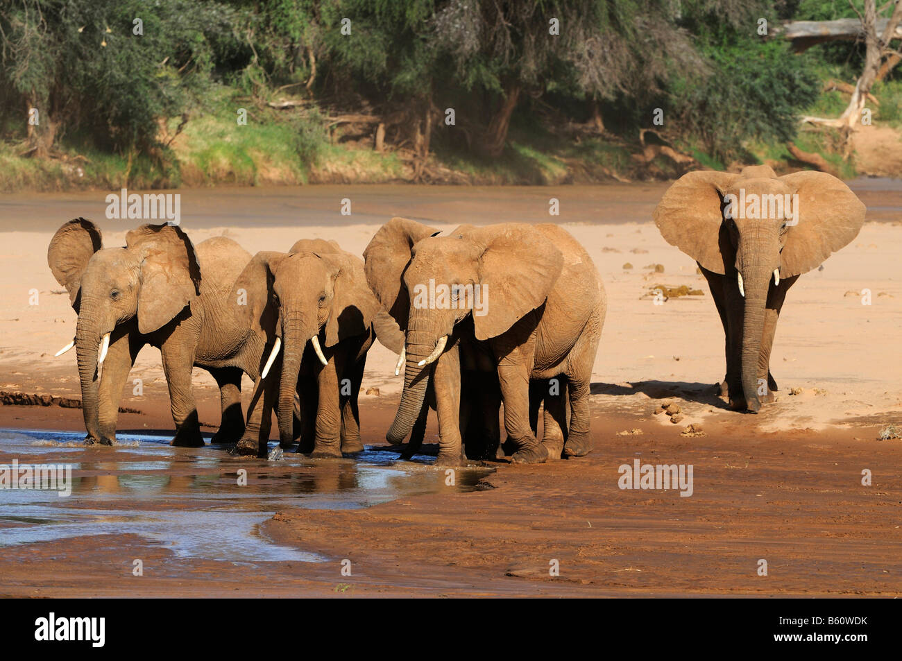 African Bush Elephant (Loxodonta africana) herd standing at the water's edge, Samburu National Reserve, Kenya, East Africa Stock Photo