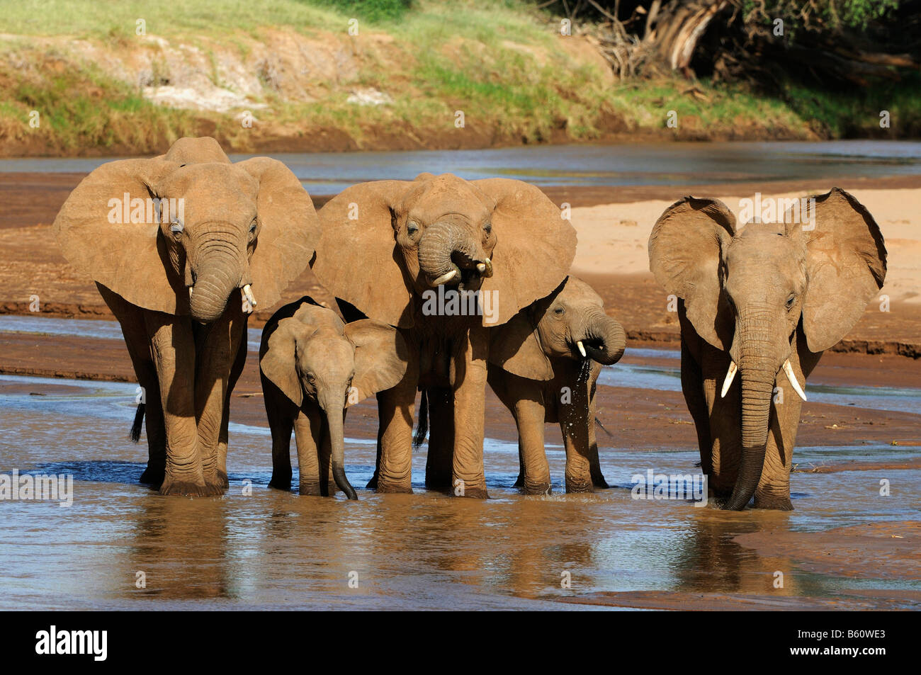 African Bush Elephant (Loxodonta africana) herd standing at the water's edge, Samburu National Reserve, Kenya, East Africa Stock Photo