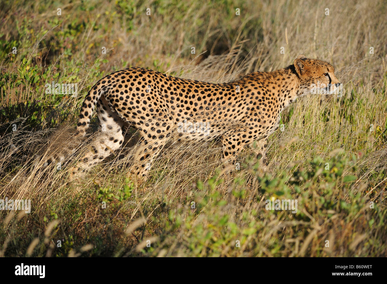 Cheetah (Acinonyx jubatus) at dawn, Samburu National Reserve, Kenya, East Africa, Africa Stock Photo