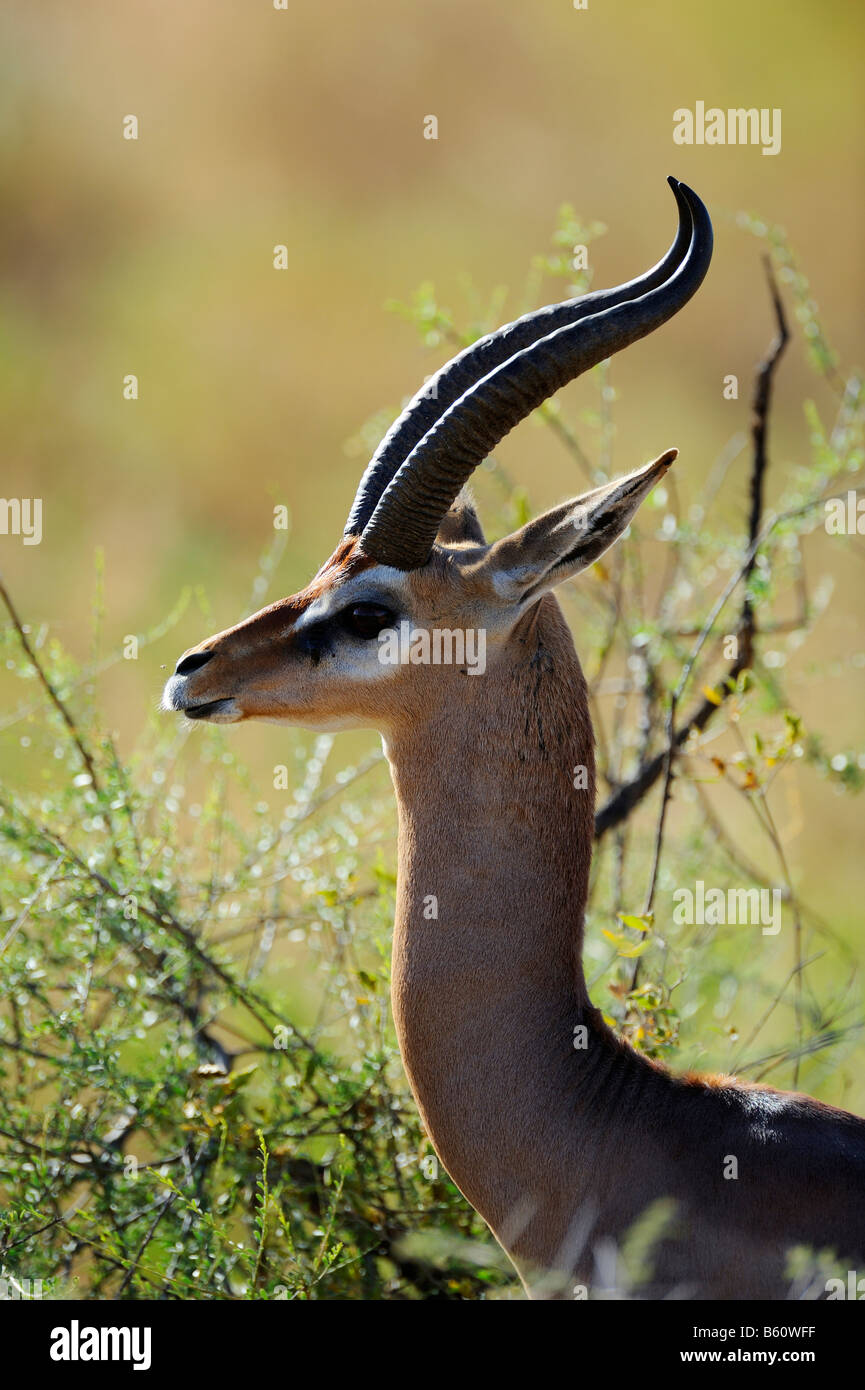 Gerenuks or Waller's Gazelle (Litocranius walleri) feeding, portrait with backlighting, Samburu National Reserve, Kenya Stock Photo